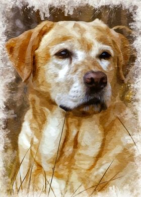 Labrador