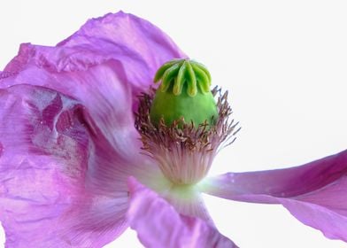 Poppy Purple White Flower