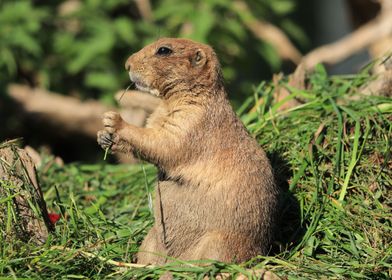 Prairie Dog Cute 