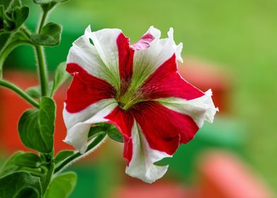 Petunia Flower