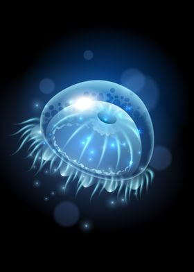 Jellyfish