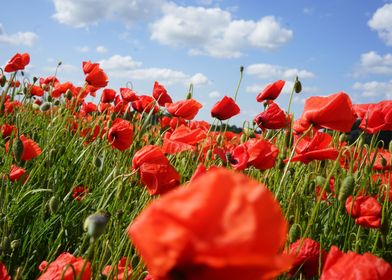 Red Poppys Field