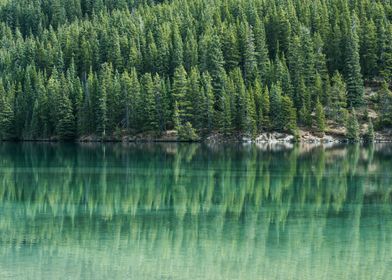 Pine Trees Landscape