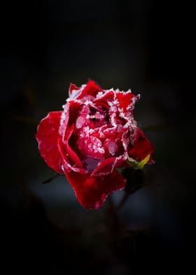 Frozen Rose Petals