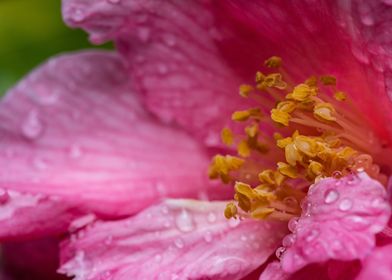 PINK CAMILLIA FLOWER