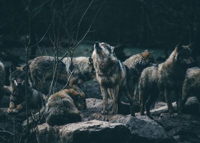 THE WOLVES