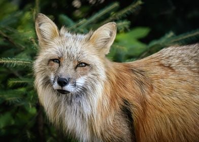 Cute Red Fox