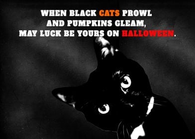 Halloween black cat