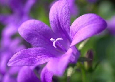 Purple Flowers