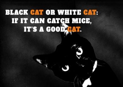 black cat quotes