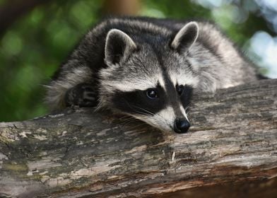 Very Cute Raccoon