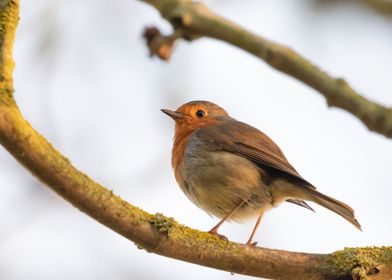 Robin Red Breast in Tree