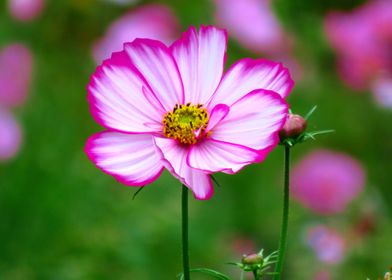 pink cosmosflower flowers