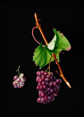Vintage Grape Barbarossa
