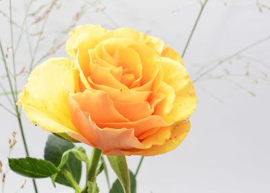 Yellow Rose Flower