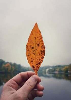 hand holding a yellow leaf