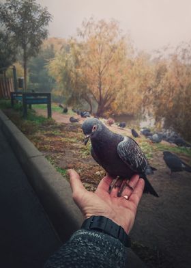 feeding pigeon from a hand