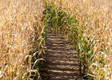 corn field