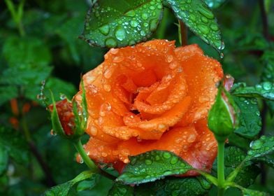 Orange Rose