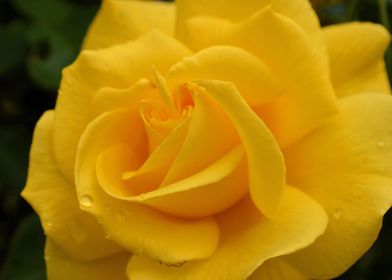 Yellow Rose Flower