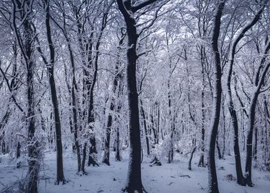 Snow Forest