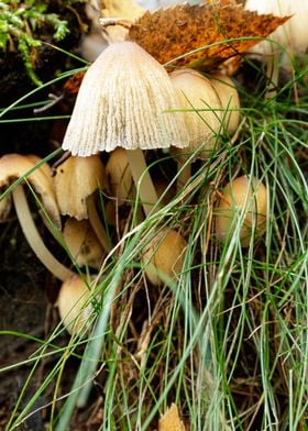 umbrella mushroom chair