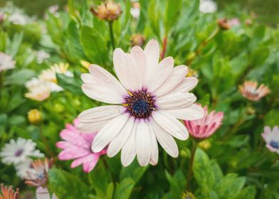 white asters in the garden