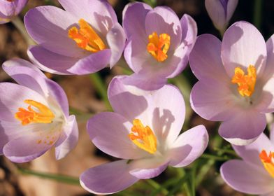 Safran Crocus Flowers