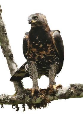 African Crown Eagle