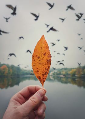 autumnal mood bird migrate