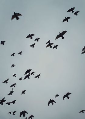 birds migration