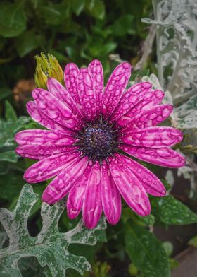 purple aster