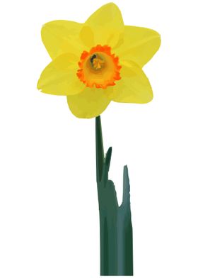 Daffodil