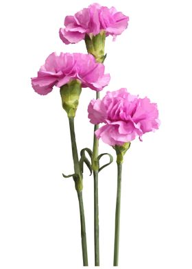 Carnations 