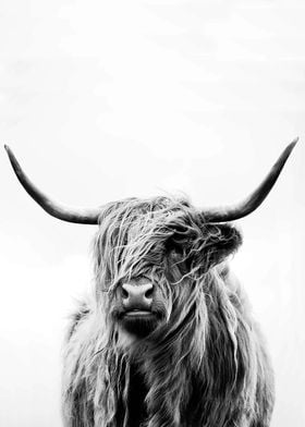 Highland Scotland Cow