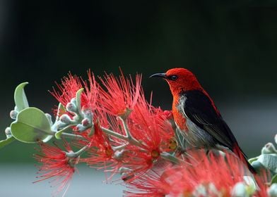 Scarlet Honeyeater