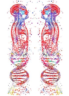 Human body anatomy 