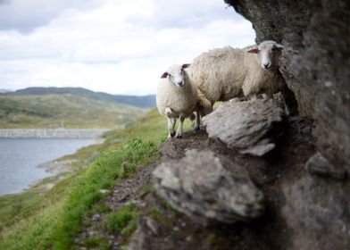 Sheep in Norway Mountains