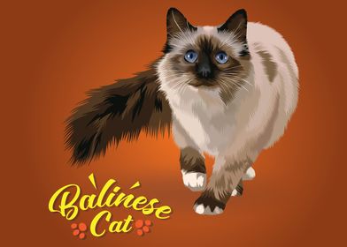 Balinese Cat