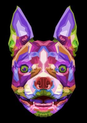 colorful boston terrier 