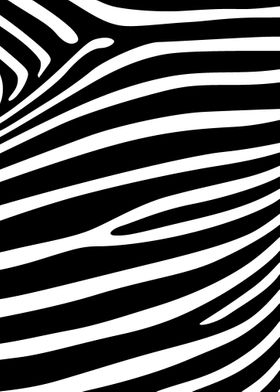 zebra patterns