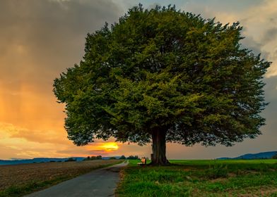 Sunset at the life tree