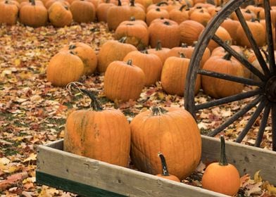 pumpkins in field