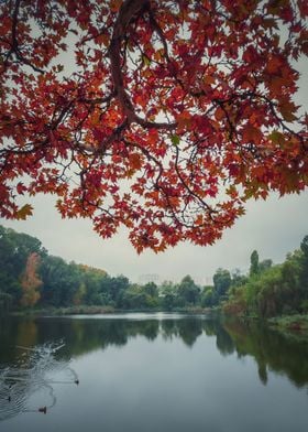 autumn in the park