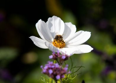 A bed of petals