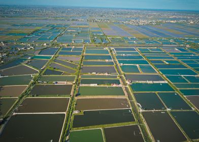 Shrimp breeding farms