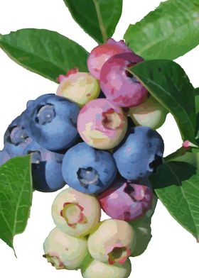 Blueberries 