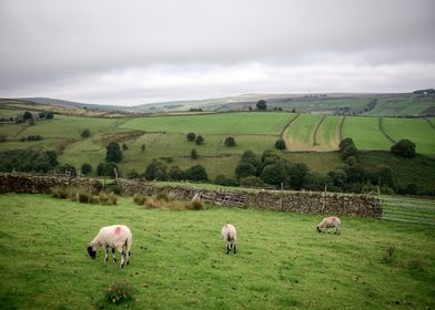 Grassington Meadows