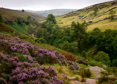 North Yorkshire