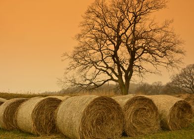 Straw Bales Landscape